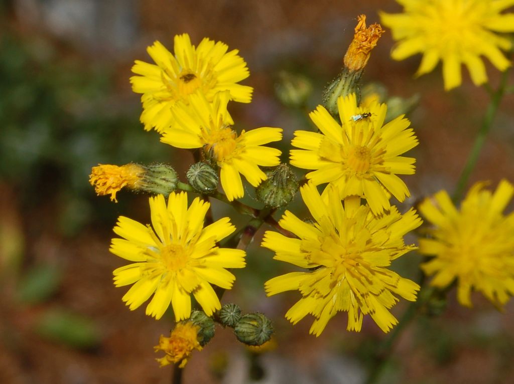 Pilosella piloselloides (=Hieracium piloselloides) / Sparviere fiorentino